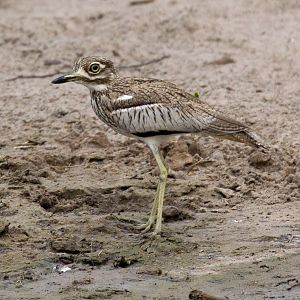 Water Thick-knee