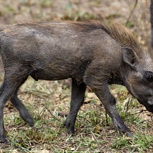 Warthoglet