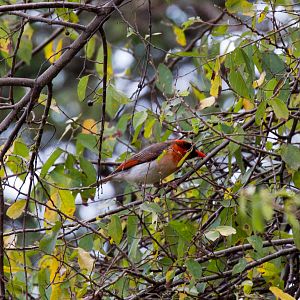 Red-headed Weaver
