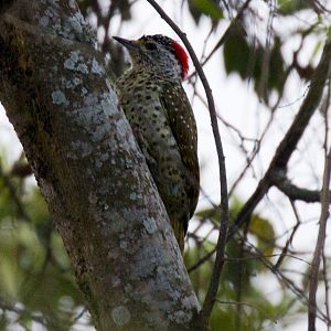 Greenbacked Woodpecker female
