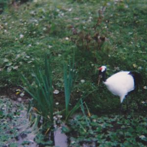 Red-crowned crane