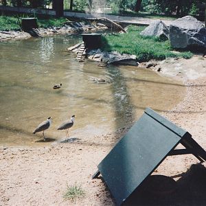 Masked lapwings in the large walk-through aviary