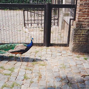 Free-ranging Peacock-cock