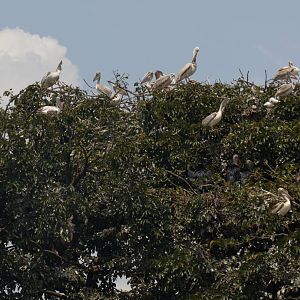 Pink-backed Pelicans