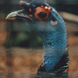 Ocellated turkey close-up