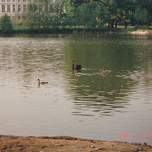 Black swans and other waterfowl