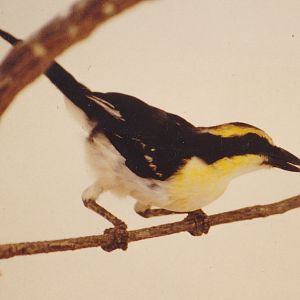 Bulo Burti Bush-shrike