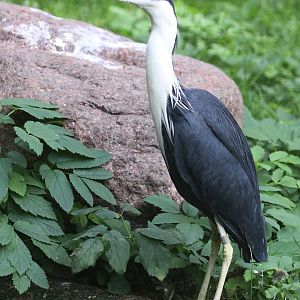 Pied Heron (Egretta picata) September 2009