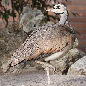 East African White-bellied bustard (Eupodotis senegalensis erlangeri) Octob