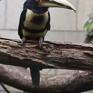 Pale-mandibled Aracari (Pteroglossus erythropygius) September 2009
