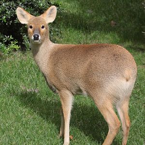 Chinese Water Deer (Hydropotes inermis) female