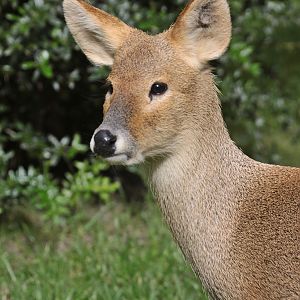 Chinese Water Deer (Hydropotes inermis) female head
