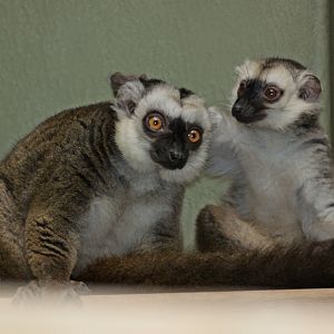 White-fronted Lemurs (Eulemur albifrons) males