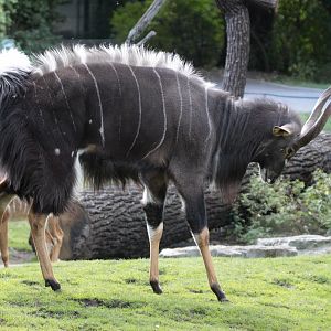 Nyala (Tragelaphus angasii) male