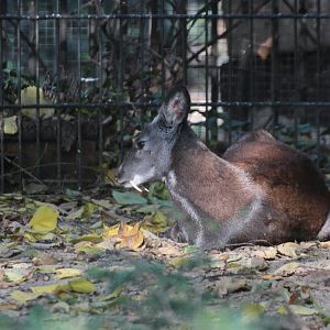Musk Deer (Moschus moschiferus) male