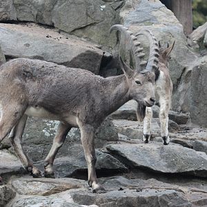 Siberian Ibex (Capra sibirica)