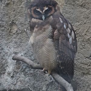 Brown Wood-owl (Strix leptogrammica ochrogenys)