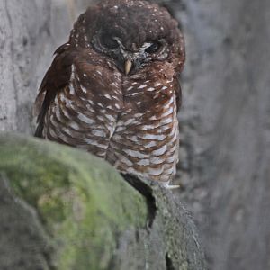 African Wood-owl (Strix woodfordii)