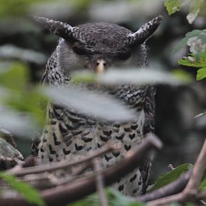 Forest Eagle-owl (Bubo nipalensis blighi)