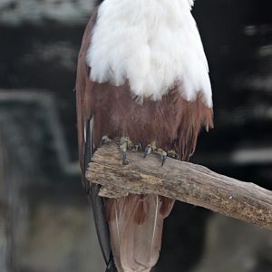 Brahminy Kite (Haliastur indus intermedius)