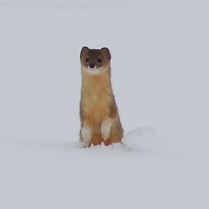 Mountain weasel (Mustela altaica)