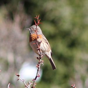 Robin accentor (Prunella rubeculoides)