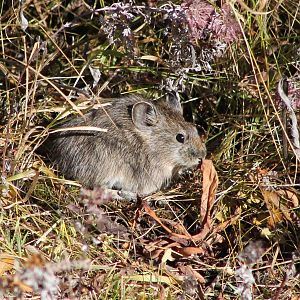 Gansu pika (Ochotona cansus)