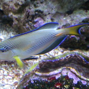 Red Sea Surgeonfish (Acanthurus sohal)