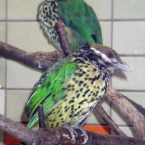 White-eared Catbird (Ailuroedus buccoides)