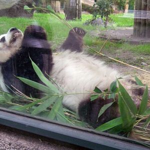 Giant Panda (Ailuropoda melanoleuca)