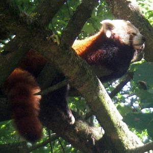 Red Panda (Ailurus fulgens)