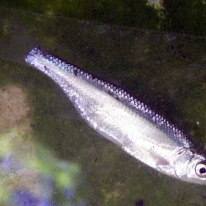 Common Bleak (Alburnus alburnus)