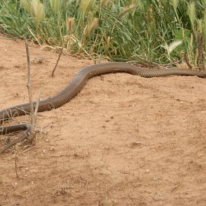 Brown Snake