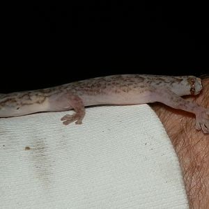 Marbeled Gecko