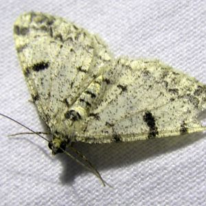 Dotted Carpet (Alcis jubata)