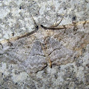 Mottled Beauty (Alcis repandata)