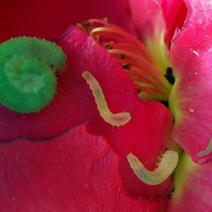 Curled Rose Sawflies (Allantus cinctus)