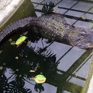 American Alligator (Alligator mississippiensis)