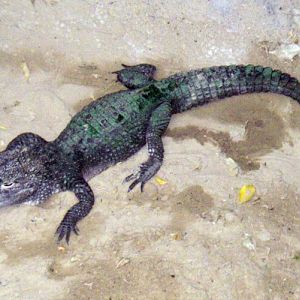 Chinese Alligator (Alligator sinensis)