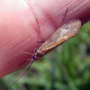 European Fly Angler (Allogamus auricollis)