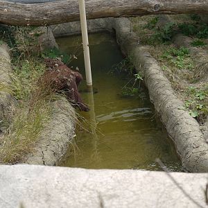 Orangutan fishing for?