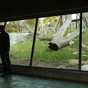 Orangutan shelter viewing