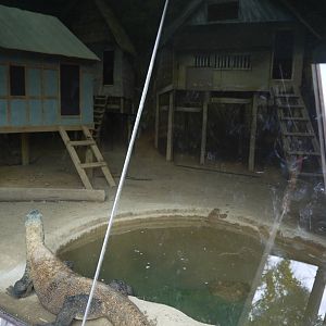Komodo dragon indoor view