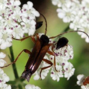 Tobacco-coloured Longhorn Beetle (Alosterna tabacicolor)