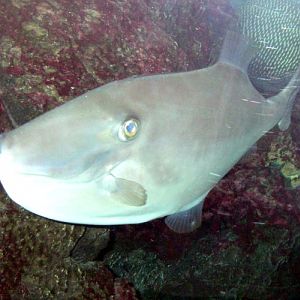 Unicorn Leatherjacket (Aluterus monoceros)