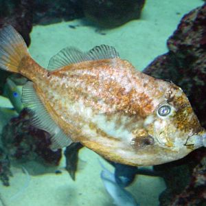 Orange Filefish (Aluterus schoepfii)
