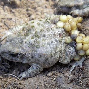 Common Midwife Toad (Alytes obstetricans)