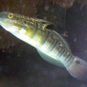 Whitebarred Goby (Amblygobius phalaena)