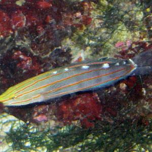 Court Jester Goby (Amblygobius rainfordi)