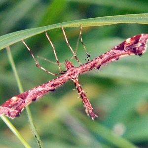 Beautiful Plume (Amblyptilia acanthadactyla)